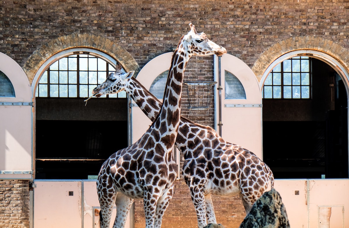 Should we let the giraffes go?