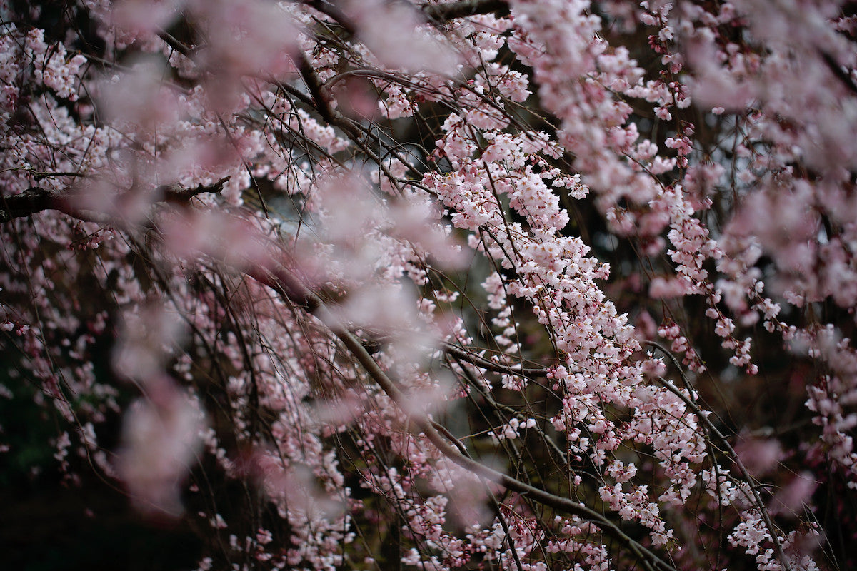 Branches of small pink cherry blossoms in soft focus — the kind of little thing easy to walk past